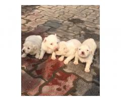 Pom Puppies for Sale in Barnala