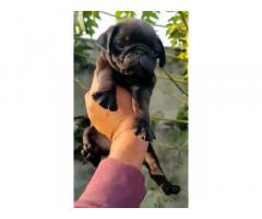 Black pug male Ludhiana available for sale - 1