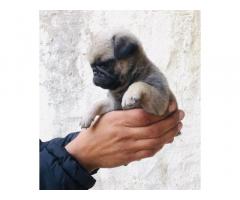 Pug male pup for sale and exchange semi adult Patiala - 1