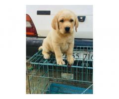 Golden Labrador Available for Sale