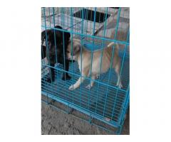 Black color pug male fone color female available in pune - 1