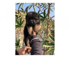 GSD Puppies for Sale