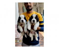 Saint Bernard Puppies here top quality up hapur