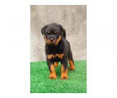 Rottweiler Puppy available for sale Pune - 1