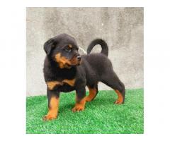 Rottweiler Puppy available for sale Pune - 2