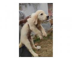 Golden retriever male puppy available in Coimbatore - 1