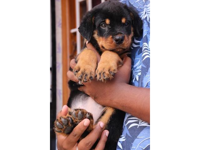 Rottweiler male female Puppies available - 1/2