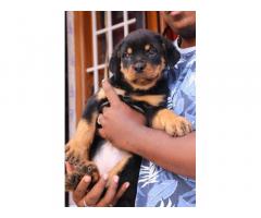 Rottweiler male female Puppies available - 2