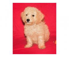 Good quality toy poodle puppy's available in Chennai
