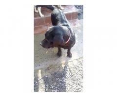 Labrador adult female available heavy quality