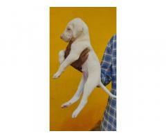 Good quality Rajapalayam male puppy for sale