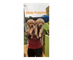 Top Quality Golden Retriever Male Puppies Available