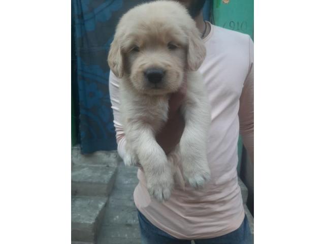 Golden retriever male puppy available - 1/1