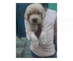 Golden retriever male puppy available - 1