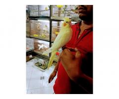 Arav Pet shop, tame birds, guinea pig, rabbit, hamster - 1