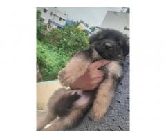 Top quality gsd female puppies available