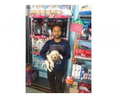 Pet Mart Pet store in Bhopal Madhya Pradesh