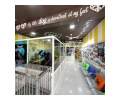 Oh my Dog Pet supply store in Ludhiana, Punjab