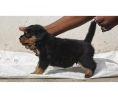 Rottweiler Puppy for sale Chennai - 1