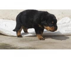 Rottweiler Puppy for sale Chennai - 2