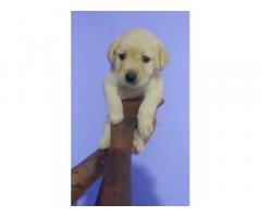 Top quality lab male puppy available for Sale
