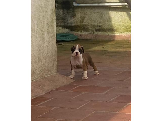 Boxer puppy available for Sale - 1