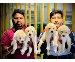 Top quality Labrador puppies available for Sale Pune - 1