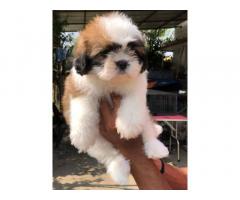 Quality Shih Tzu Male female puppy available - 1