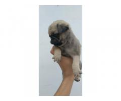 Pug male pup for sale Patiala - 2
