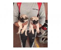 Pug Male puppy for sale Pune - 1