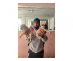 Pug Male puppy for sale Pune - 2
