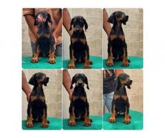 Doberman male and female puppies available with KCI