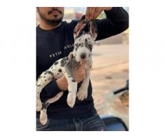 Quality heavy size harlequin dane male pup for Sale
