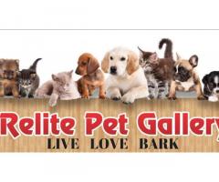 Relite Pet Gallery, Best Pet Shop In Lucknow, Pet Accessories Shop - 1