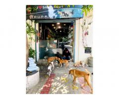 PUPS - Pet Care Store, Creche & Grooming Lucknow - 1