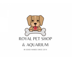 Royal Pet Shop Pet store in Lucknow Uttar Pradesh - 2