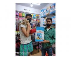 Royal Pet Shop Pet store in Lucknow Uttar Pradesh - 3