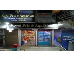 Royal Pets & Aquarium Pet store in Lucknow, Uttar Pradesh - 1