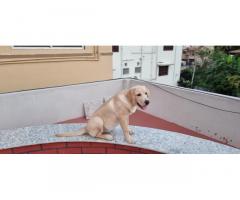 Labrador Semi Adult Available in Coimbatore - 1