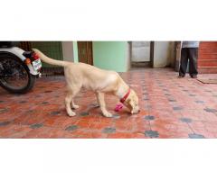 Labrador Semi Adult Available in Coimbatore - 2