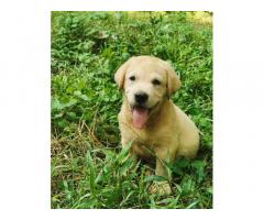 Labrador puppies available for Sale Kollam