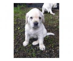 Labrador puppies available for sale Angamaly