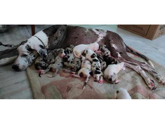 Great Dane puppies available - 1/1