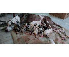 Great Dane puppies available - 1