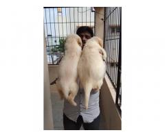 Golden retriever male and female available