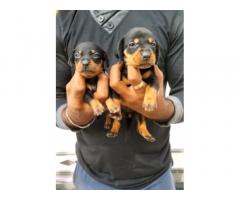 Dachshund Puppies available for Sale