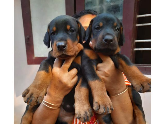 Pure European Doberman puppies Available - 1/2