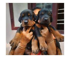 Pure European Doberman puppies Available - 1