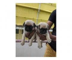 Excellent quality pug puppies available
