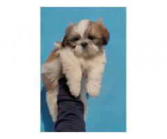 Shih Tzu Puppy available for Sale